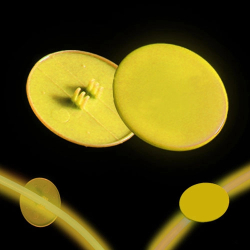 CLIP ON MEDALLION FOR GLOW NECKLACE AND BRACELET - YELLOW - PACK OF 50